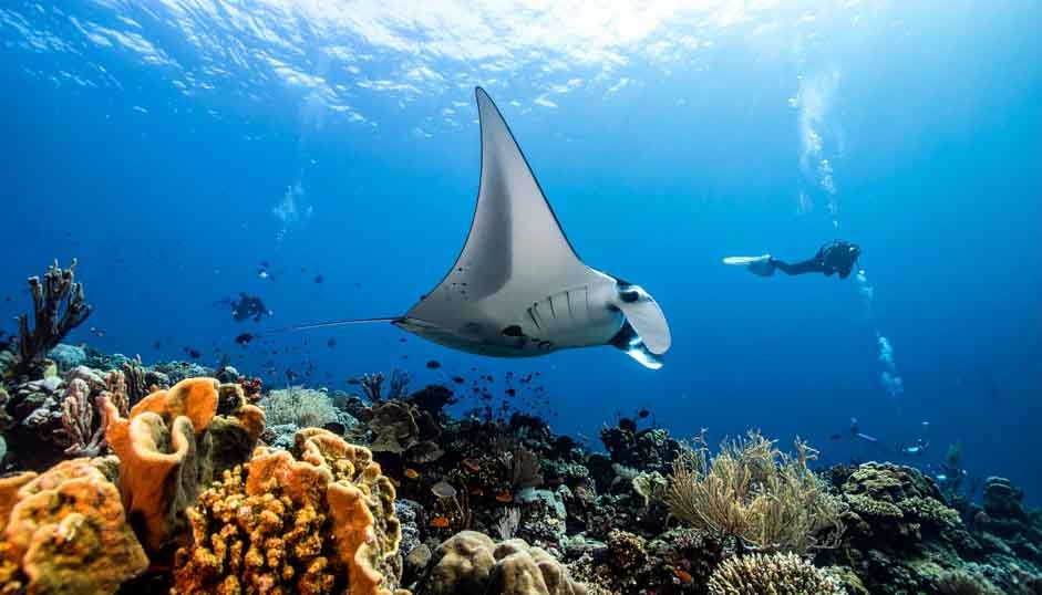 A giant manta ray glides through the clear blue ocean of Bali, with scuba divers in the background.