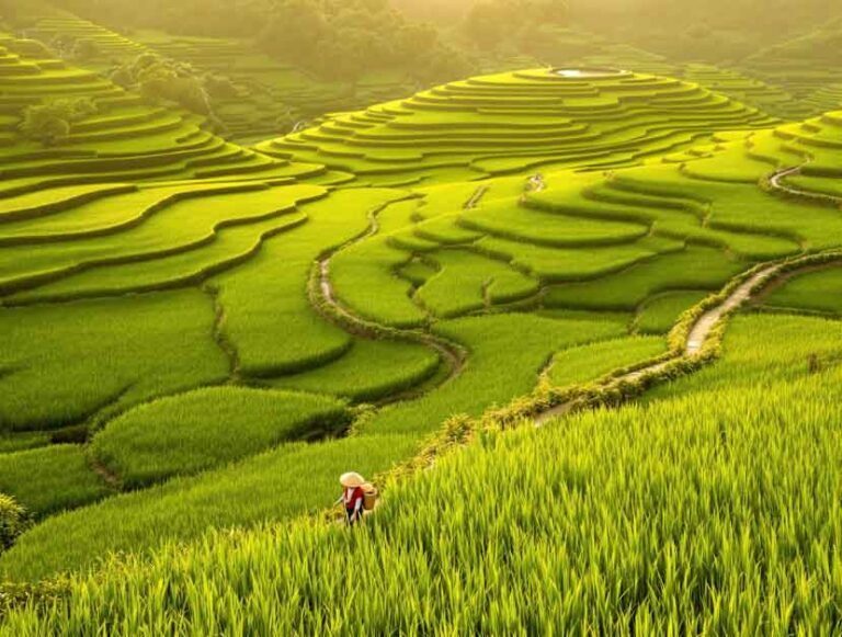 A lone figure walks through the stunningly green, terraced rice fields of Bali as the sun rises.