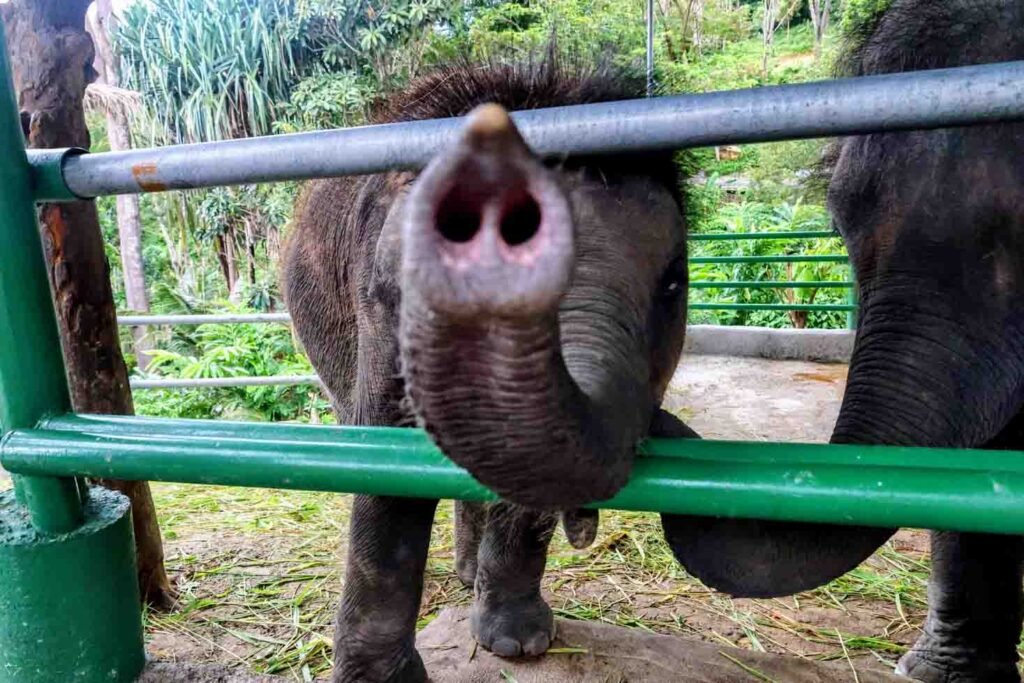 A curious baby elephant pokes its trunk through the green and silver bars of an enclosure at a sanctuary in Phuket.
